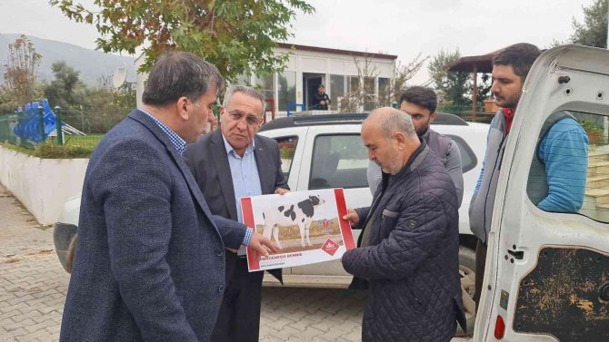 Aydın’da Düve Sayısı Bu Proje İle Artacak