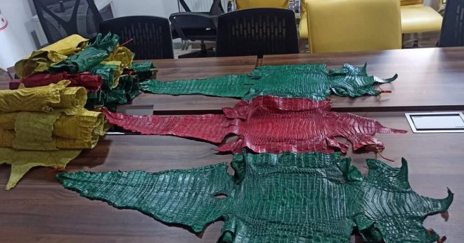 Hakkari’de 21 Adet Timsah Derisi Ele Geçirildi