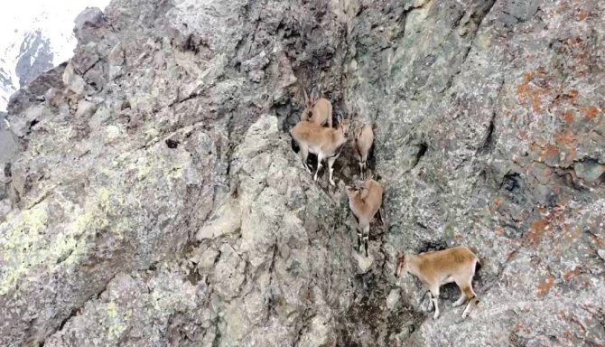 Dağ Keçileri Havadan Görüntülendi