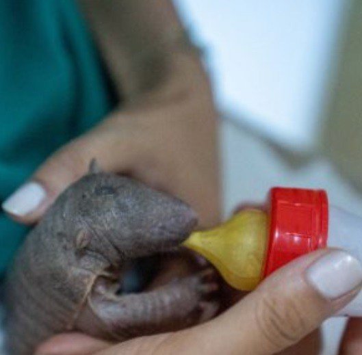 Türkiye’nin İlk Armadillo Yavrusu 3 Buçuk Ay Önce Dünyaya Gözlerini Açtı