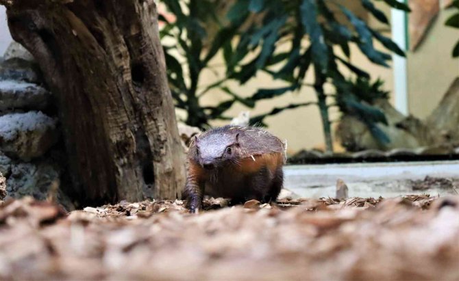 Türkiye’nin İlk Armadillo Yavrusu 3 Buçuk Ay Önce Dünyaya Gözlerini Açtı