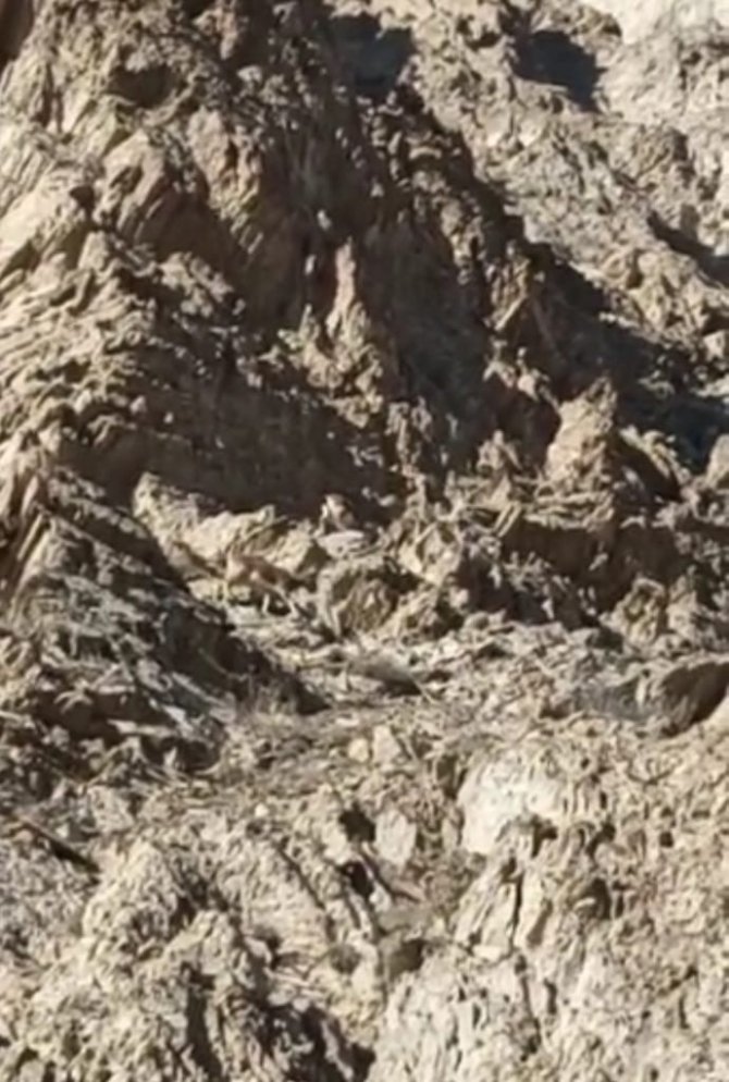 Hakkari’de Dağ Keçilerinin Popülasyonu Arttı