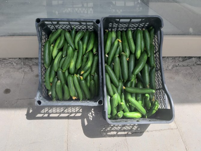 Çukurca’da Çilek Hasadı