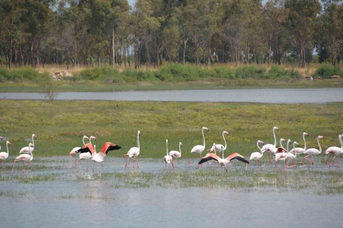 Aliağa’nın Allı Turnaları