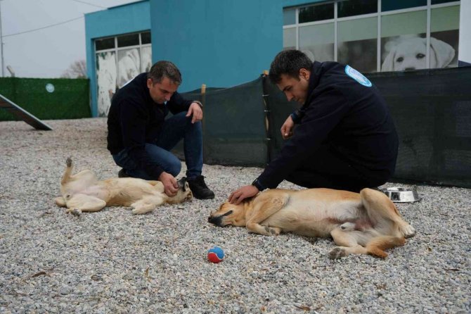 Şiddet Mağduru Köpeklere Müzikle Terapi