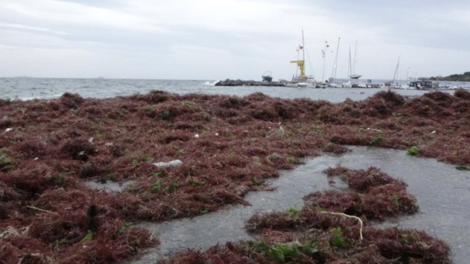 İ̇stanbul’u Lodos, Kadıköy’ü Kırmızı Yosunlar Vurdu