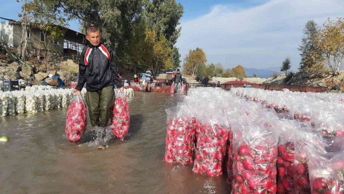 Yarım Metre Suda Turp İşçisi Kadınların Ekmek Mücadelesi