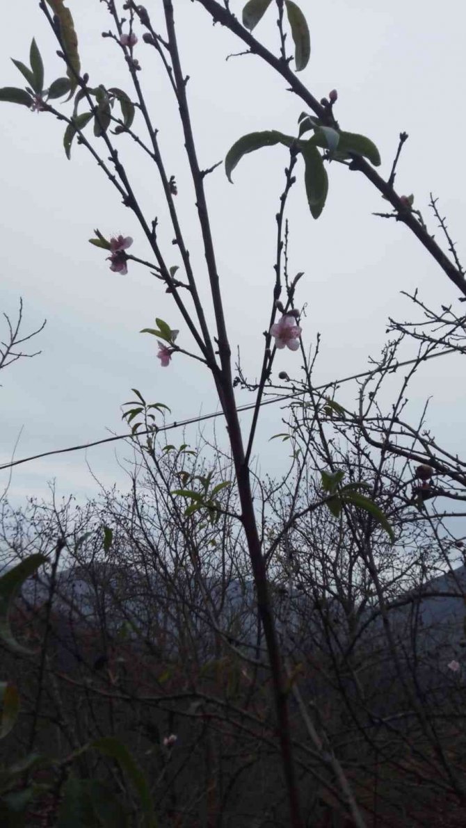 Kar Yağışı Beklenirken Şeftali Ağacı Çiçek Açtı