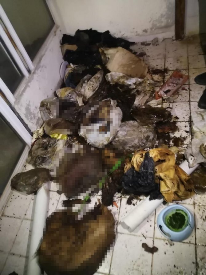 Evde Çok Sayıda Kedi Ve Köpek Ölüsü Bulundu
