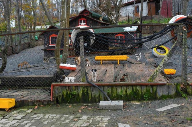 Samsun’da Can Dostlarına Yeni Yaşam Alanı