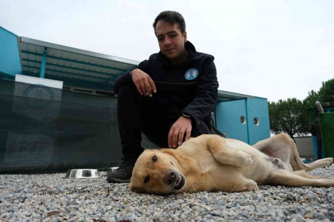 Şiddet Mağduru Köpeklere Müzikle Terapi