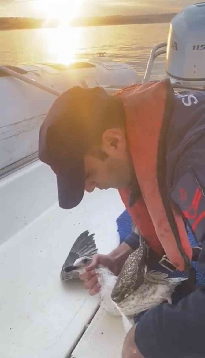 Şile’de Martıya Hayat Kurtaran Müdahale