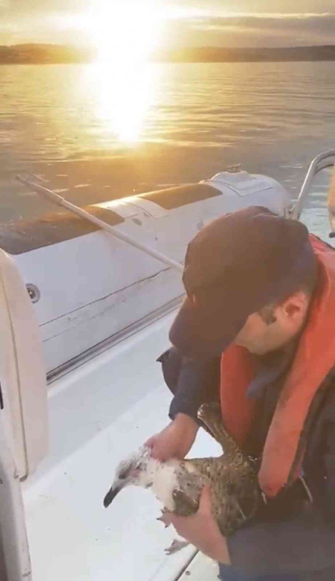 Şile’de Martıya Hayat Kurtaran Müdahale