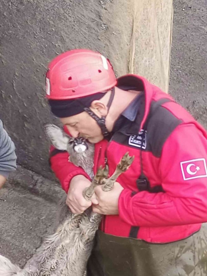 Sulama Kanalına Düşen Karaca Yavrusu Kurtarıldı