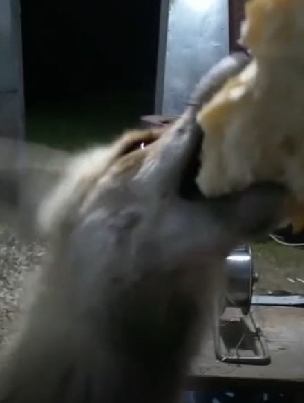 Tunceli’de Arıcı İle Tilkinin Sevimli Dostluğu