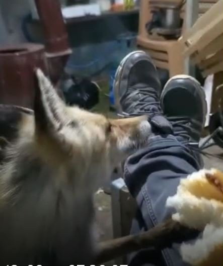 Tunceli’de Arıcı İle Tilkinin Sevimli Dostluğu
