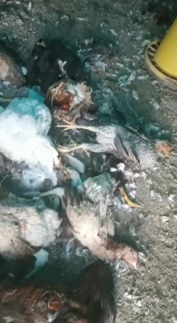 Kümese Giren Sansar Tavukları Telef Etti