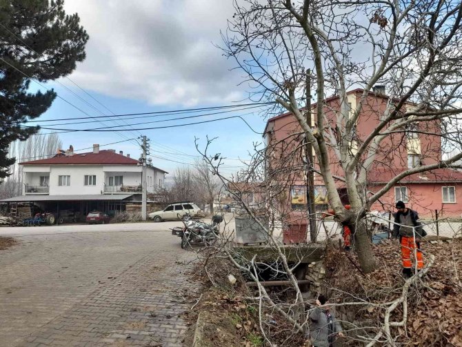 Pazarlar’da Ağaç Budama Çalışmaları