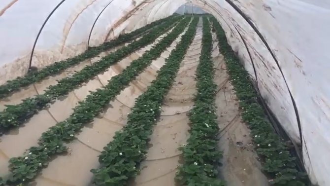 Antalya’da Çilek Seraları Sular Altında Kaldı