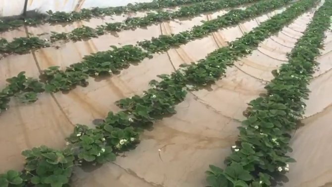 Antalya’da Çilek Seraları Sular Altında Kaldı