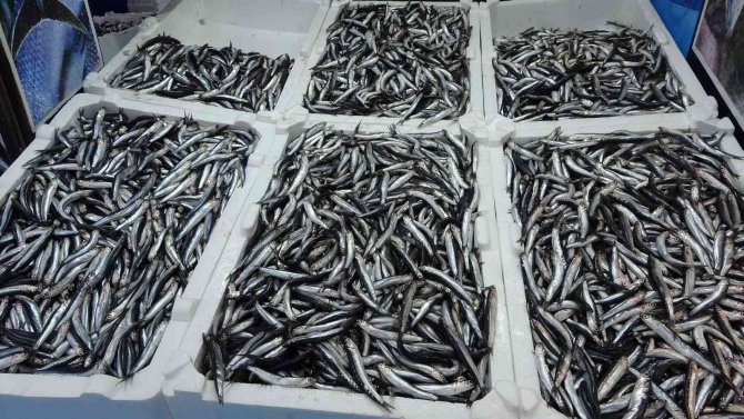 Fiyatının Artması Ve İnce Olması Hamsiye Olan Talebi Azalttı