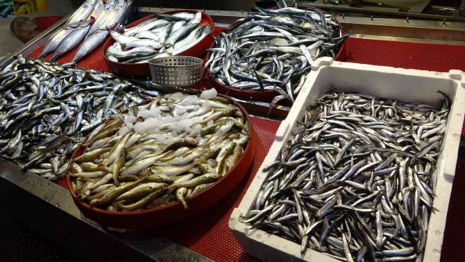 Fiyatının Artması Ve İnce Olması Hamsiye Olan Talebi Azalttı