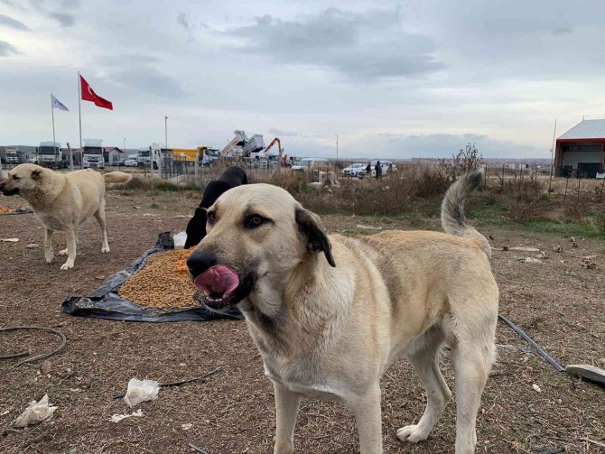 İ̇nsanları Merhamete Davet Ettiler