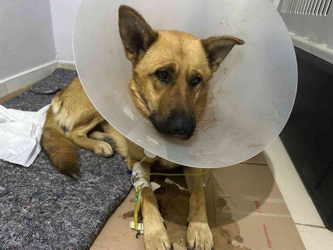 Ağzına Silahla Ateş Edilen Köpek Yaşam Mücadelesi Veriyor