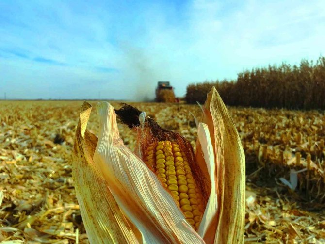 Türkiye’de Mısır Üretiminin Yüzde 30’u Konya Ovası’ndan