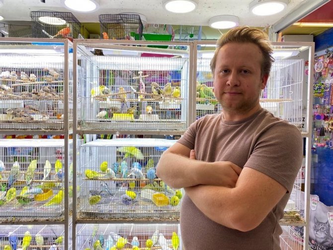 Muhabbet Kuşları İçinde İ̇ngilizler Bir Adım Önde