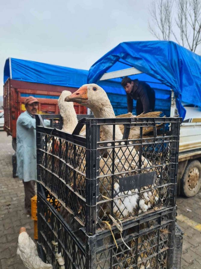 Eflani’de İlk Kaz Satışı Yapıldı