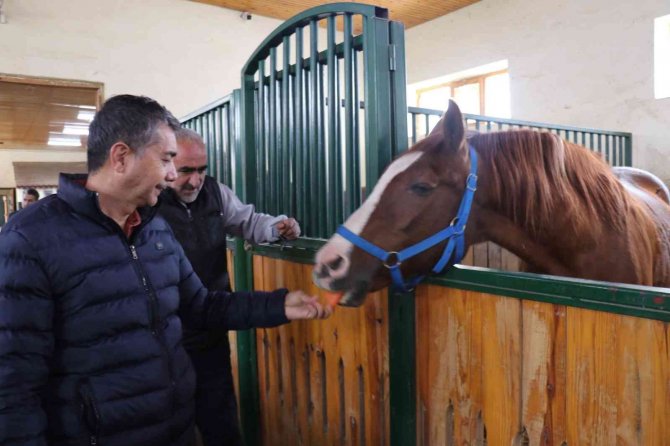Sultansuyu’nun Gözde Atı: Özgünhan
