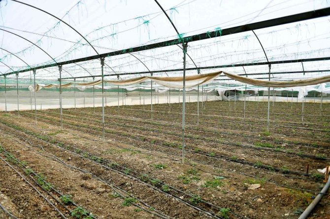 Mersin’de Örtü Altı Üreticilerine Destek