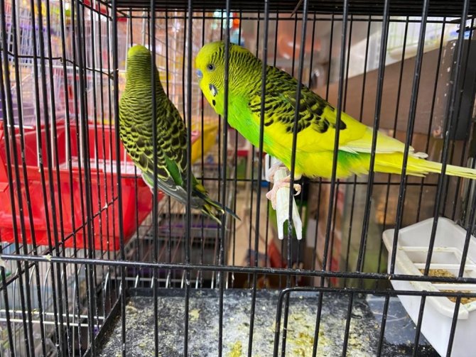 Muhabbet Kuşları İçinde İ̇ngilizler Bir Adım Önde