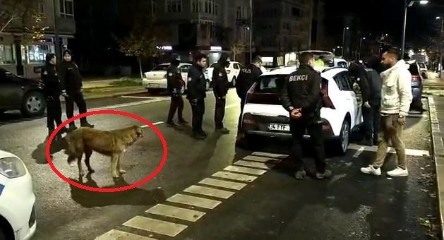 Polis Uyuşturucu Aradı, Sokak Köpekleri Seyretti