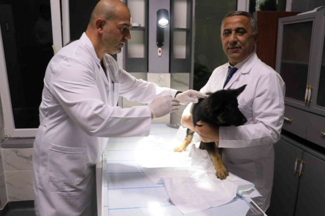 Hayvan Kimliklendirmesinde Son Tarih 31 Aralık