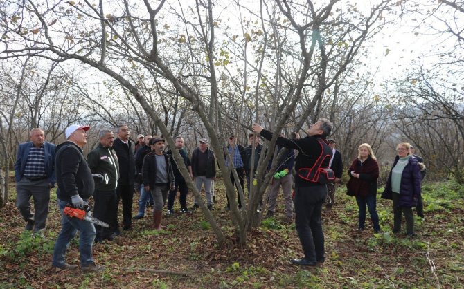 Samsun’da 2022’de 112 Bin 301 Ton Fındık Üretildi