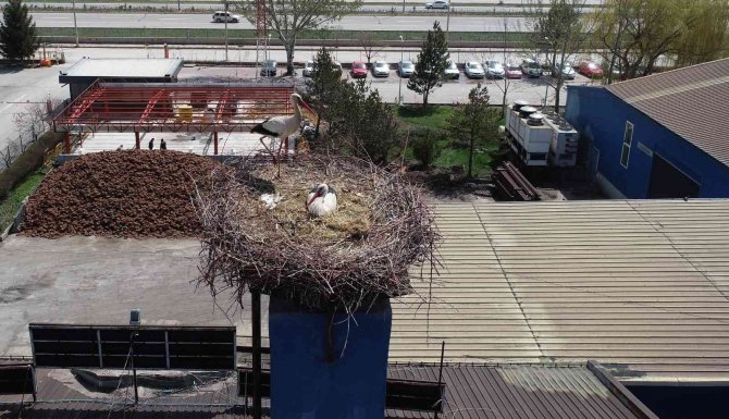 Leylekler İçin Üretimini Durduran Firma, Hayvanlar İçin Sıcak Bir Yuva Oldu