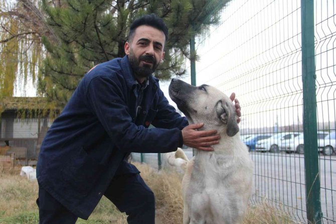 Leylekler İçin Üretimini Durduran Firma, Hayvanlar İçin Sıcak Bir Yuva Oldu