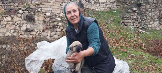 Tarihi Hamamda Mahsur Kalan 5 Yavru Köpek, Belediye Ekiplerince Kurtarıldı