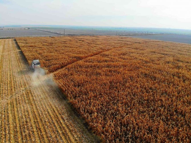 Türkiye’de Mısır Üretiminin Yüzde 30’u Konya Ovası’ndan