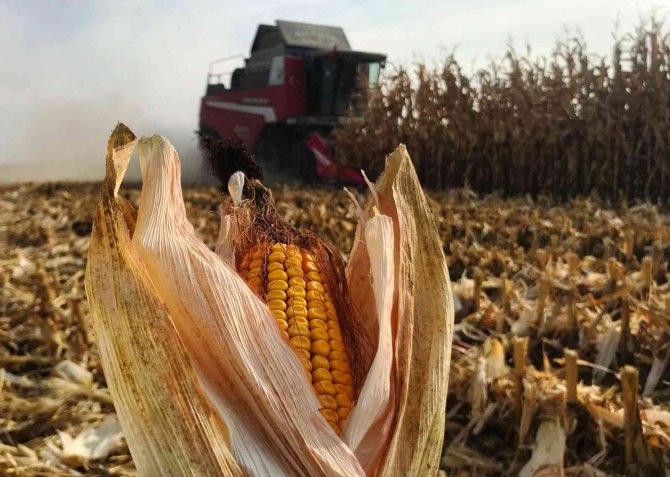 Türkiye’de Mısır Üretiminin Yüzde 30’u Konya Ovası’ndan