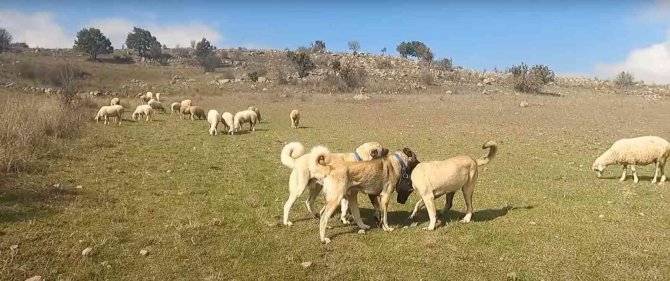 Bu Sürünün Çobanı Sadece Köpekler