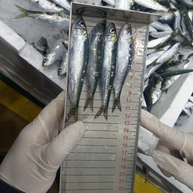 Balıklar Boy Boy Denetleniyor