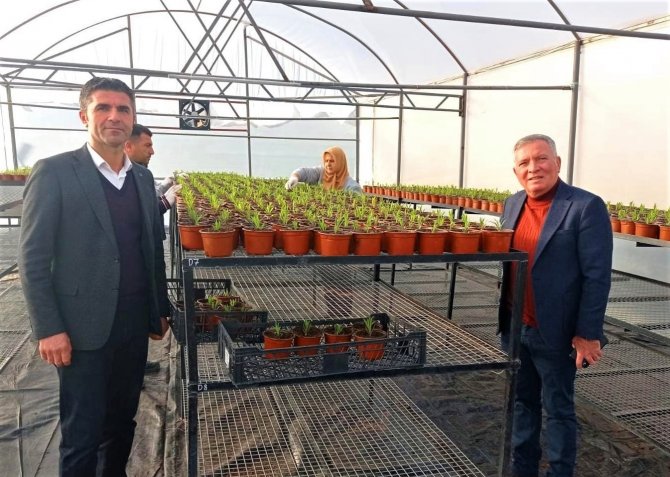 Honaz Belediyesi Kendi Çiçeğini Kendisi Üretiyor