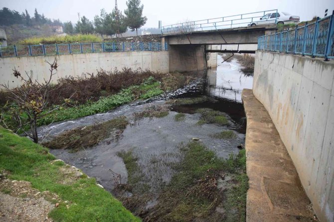 Deredeki Balık Ölümleri Vatandaşları Tedirgin Ediyor