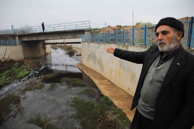 Deredeki Balık Ölümleri Vatandaşları Tedirgin Ediyor