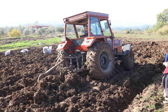 Tatlı Patates Fidelerinde İlk Ürün Hasadı