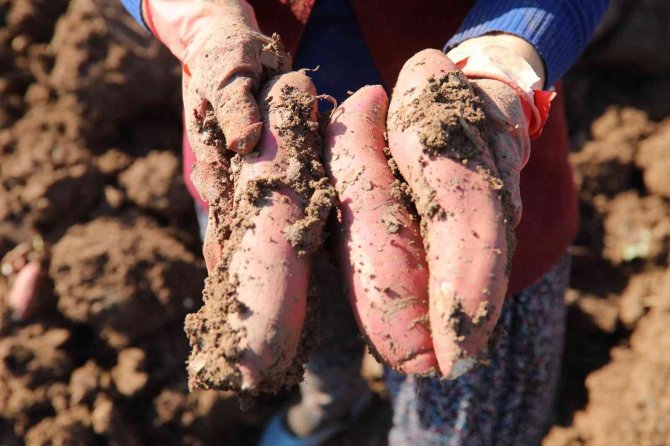 Tatlı Patates Fidelerinde İlk Ürün Hasadı