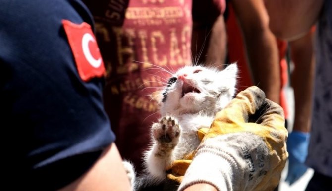Araç Sürücülerine “Küçük Dostlarımız İçin Kaputa Vur” Uyarısı